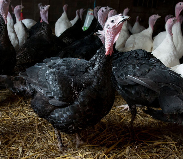 barn_reared_col