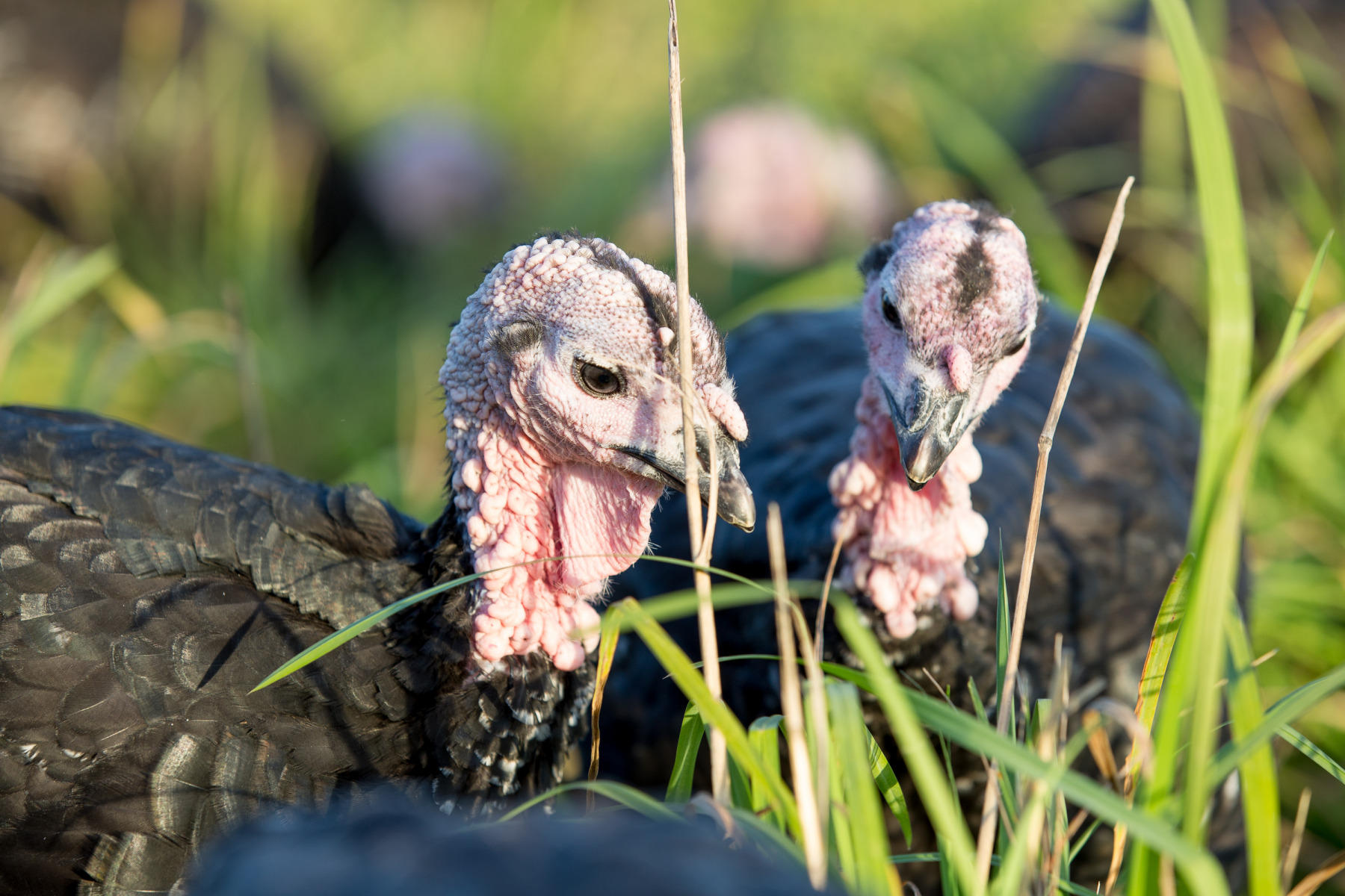 free_range-11